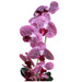 Fioletowy storczyk orchidea Kompozycja kwiatowa 1 Pęd 55 cm KOMp63 S240