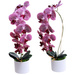Fioletowy storczyk orchidea Kompozycja kwiatowa 1 Pęd 55 cm KOMp63 S240