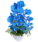 Niebieski storczyk orchidea Kompozycja kwiatowa 50 cm KOMp160 S342