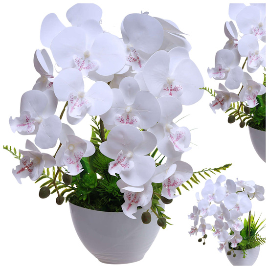 Biały storczyk orchidea Kompozycja kwiatowa 2 Pędowy 50 cm KOMp93 S340