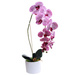 Fioletowy storczyk orchidea Kompozycja kwiatowa 1 Pęd 55 cm KOMp63 S240
