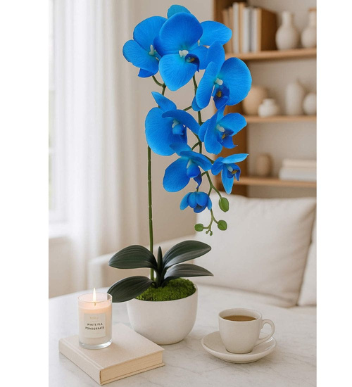 Niebieski storczyk orchidea Kompozycja kwiatowa 55 cm KOMp64 S240