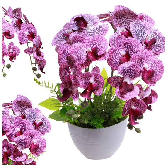Fioletowy storczyk orchidea Kompozycja kwiatowa 2 Pędowy 50 cm KOMp89 S340