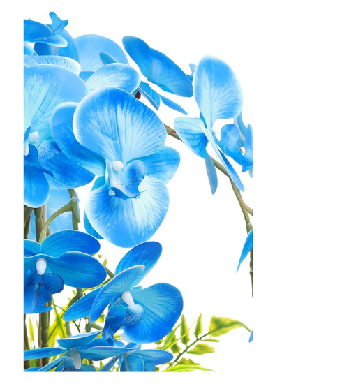 Niebieski storczyk orchidea Kompozycja kwiatowa 5 Pędów 60 cm KOMp62 S546