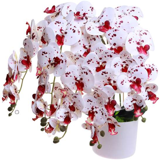 Biało bordowy duży storczyk orchidea Kompozycja kwiatowa 5 Pędów 60 cm KOMp71 S640
