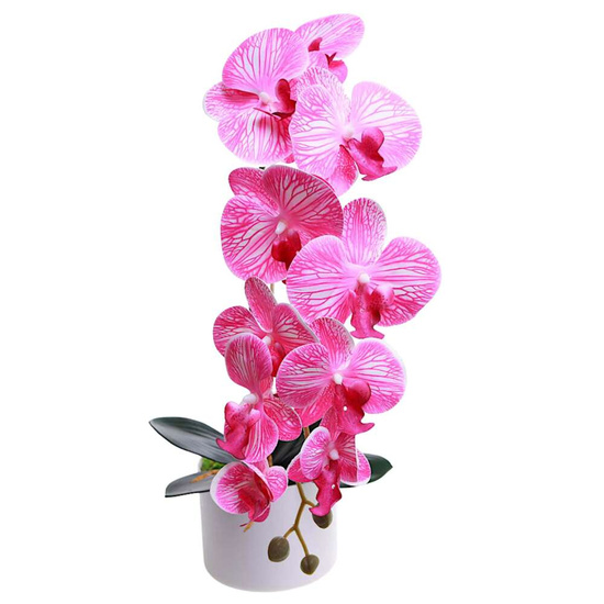 Fuksjowo biały storczyk orchidea Kompozycja kwiatowa 1 Pęd 55 cm KOMp69 S240