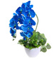 Niebieski storczyk orchidea Kompozycja kwiatowa 50 cm KOMp160 S342