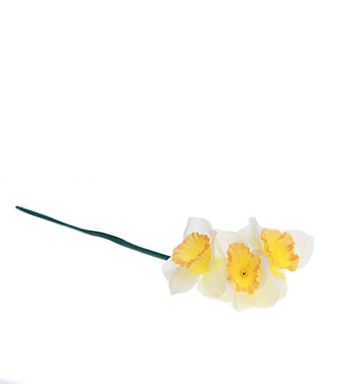 Kremowo pomarańczowy żonkil jak żywy /KW35 K39 H2 K245/