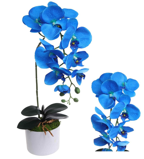 Niebieski storczyk orchidea Kompozycja kwiatowa 55 cm KOMp64 S240