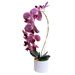 Fioletowy storczyk orchidea Kompozycja kwiatowa 1 Pęd 55 cm KOMp63 S240