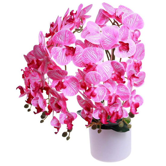 Fuksjowo biały duży storczyk orchidea Kompozycja kwiatowa 5 Pędów 60 cm KOMp73 S640