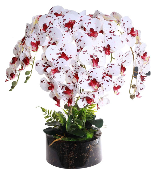 Biało bordowy storczyk orchidea Premium 6 pędów 65 cm K99