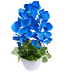 Niebieski storczyk orchidea Kompozycja kwiatowa 50 cm KOMp160 S342