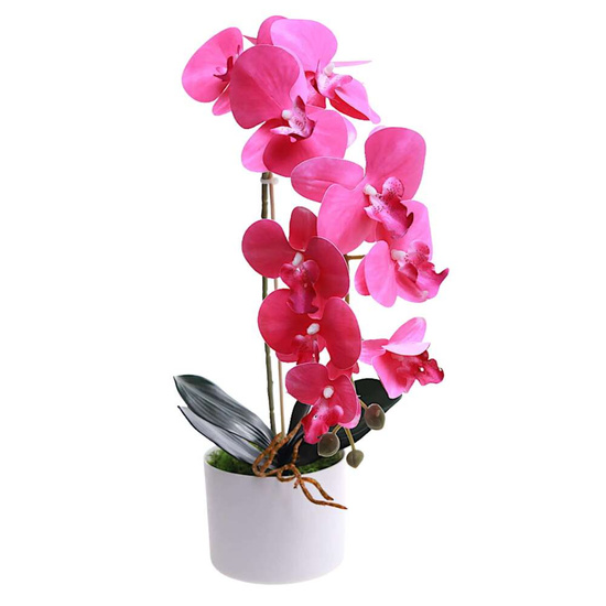 Fuksjowy storczyk orchidea Kompozycja kwiatowa 1 Pęd 55 cm KOMp68 S240