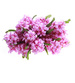 Kwiat Hiacynt jak żywy Fioletowy /KW15 LOK H2 K003/