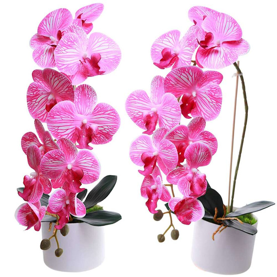 Fuksjowo biały storczyk orchidea Kompozycja kwiatowa 1 Pęd 55 cm KOMp69 S240