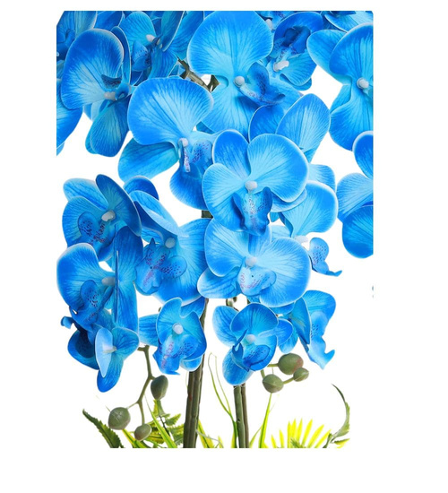 Niebieski storczyk orchidea Premium 6 pędów 65 cm K98