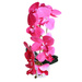 Fuksjowy storczyk orchidea Kompozycja kwiatowa 1 Pęd 55 cm KOMp68 S240