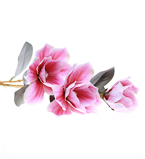 Przepiękna liliaw kolorze różowym /KW15 K15 H2 K001/