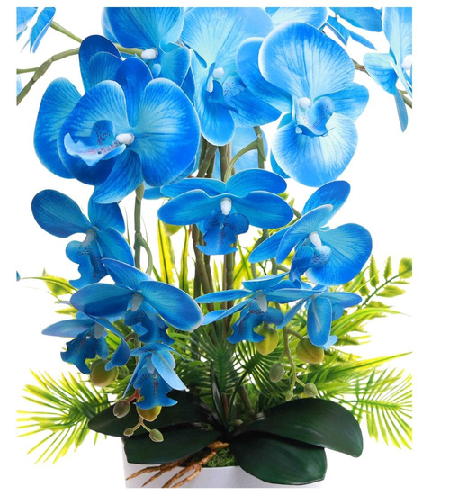 Niebieski storczyk orchidea Kompozycja kwiatowa 5 Pędów 60 cm KOMp62 S546