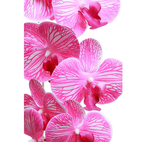 Fuksjowo biały storczyk orchidea Kompozycja kwiatowa 1 Pęd 55 cm KOMp69 S240