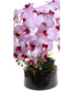 Fioletowo biały storczyk orchidea Premium 6 pędów 65 cm K118