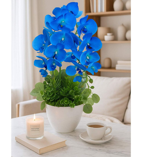 Niebieski storczyk orchidea Kompozycja kwiatowa 50 cm KOMp160 S342