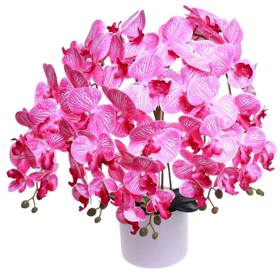 Fuksjowo biały duży storczyk orchidea Kompozycja kwiatowa 5 Pędów 60 cm KOMp73 S640