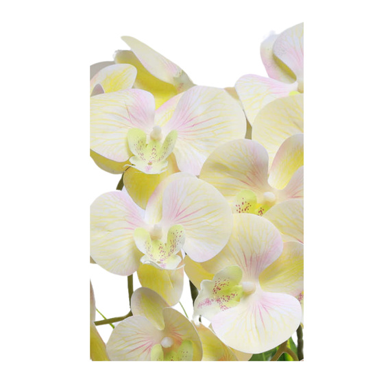 Żółty storczyk orchidea Kompozycja kwiatowa 2 Pędowy 50 cm KOMp87 S340