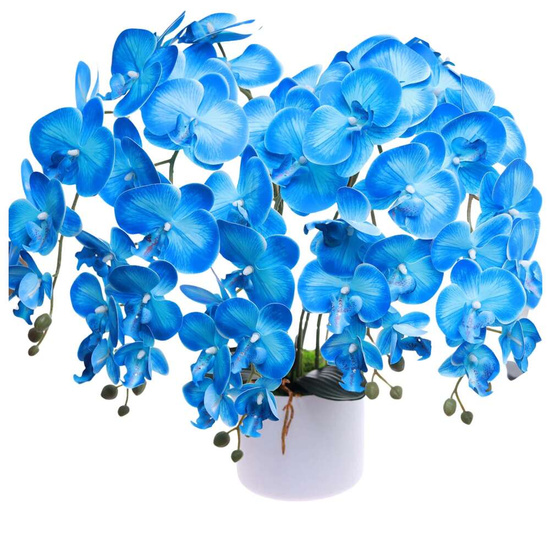 Niebieski duży storczyk orchidea Kompozycja kwiatowa 5 Pędów 60 cm KOMp77 S640