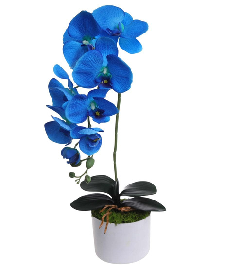 Niebieski storczyk orchidea Kompozycja kwiatowa 55 cm KOMp64 S240