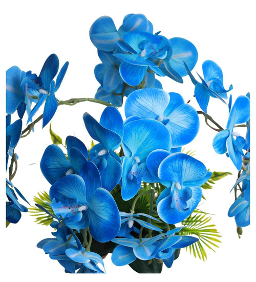 Niebieski storczyk orchidea Kompozycja kwiatowa 5 Pędów 60 cm KOMp62 S546