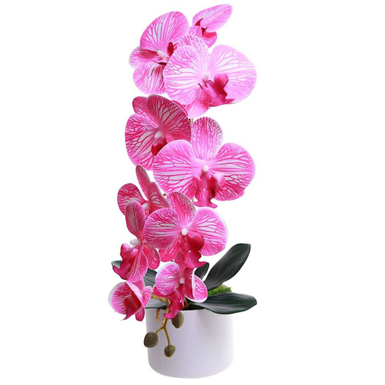 Fuksjowo biały storczyk orchidea Kompozycja kwiatowa 1 Pęd 55 cm KOMp69 S240