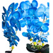 Niebieski storczyk orchidea Kompozycja kwiatowa 5 Pędów 60 cm KOMp62 S349