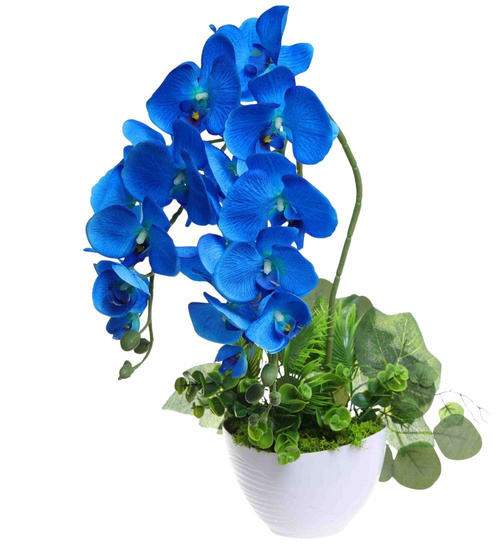 Niebieski storczyk orchidea Kompozycja kwiatowa 50 cm KOMp160 S342