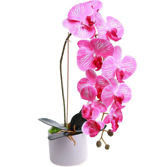 Fuksjowo biały storczyk orchidea Kompozycja kwiatowa 1 Pęd 55 cm KOMp69 S240