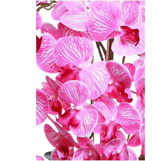 Fuksjowo biały duży storczyk orchidea Kompozycja kwiatowa 5 Pędów 60 cm KOMp73 S640