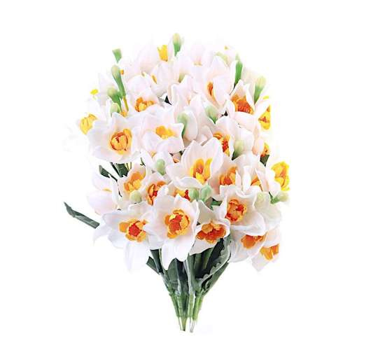 Biało żółty żonkil jak żywy /KW24 K16 H2 K245/