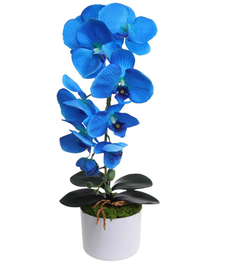 Niebieski storczyk orchidea Kompozycja kwiatowa 55 cm KOMp64 S240