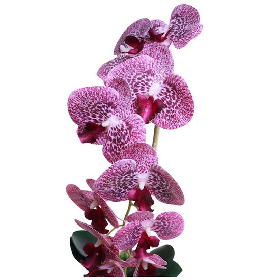 Fioletowy storczyk orchidea Kompozycja kwiatowa 1 Pęd 55 cm KOMp63 S240