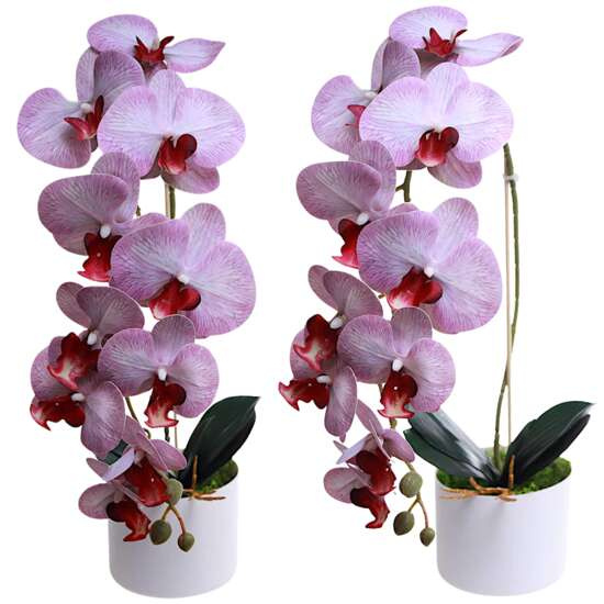 Fioletowo biały storczyk orchidea Kompozycja kwiatowa 1 Pęd 55 cm KOMp70 S240