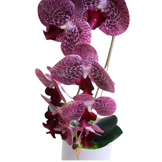 Fioletowy storczyk orchidea Kompozycja kwiatowa 1 Pęd 55 cm KOMp63 S240