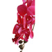 Fuksjowy duży storczyk orchidea Kompozycja kwiatowa 5 Pędów 60 cm KOMp72 S640