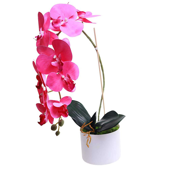 Fuksjowy storczyk orchidea Kompozycja kwiatowa 1 Pęd 55 cm KOMp68 S240
