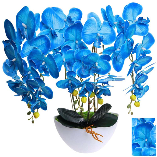 Niebieski storczyk orchidea Kompozycja kwiatowa 5 Pędów 60 cm KOMp62 S349