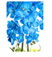 Niebieski storczyk orchidea Premium 6 pędów 65 cm K98
