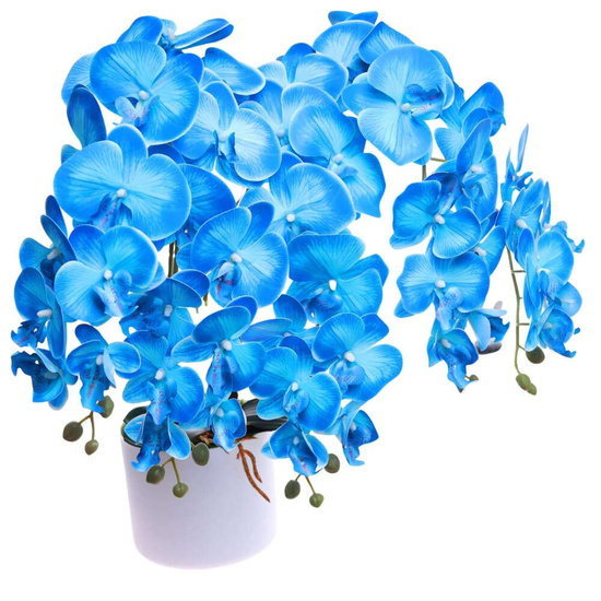 Niebieski duży storczyk orchidea Kompozycja kwiatowa 5 Pędów 60 cm KOMp77 S640