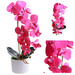 Fuksjowy storczyk orchidea Kompozycja kwiatowa 1 Pęd 55 cm KOMp68 S240