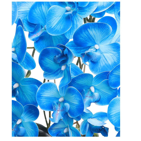 Niebieski duży storczyk orchidea Kompozycja kwiatowa 5 Pędów 60 cm KOMp77 S640