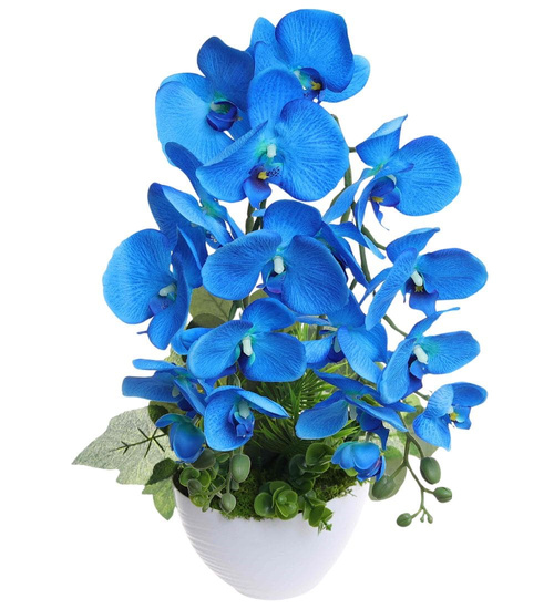 Niebieski storczyk orchidea Kompozycja kwiatowa 50 cm KOMp160 S342